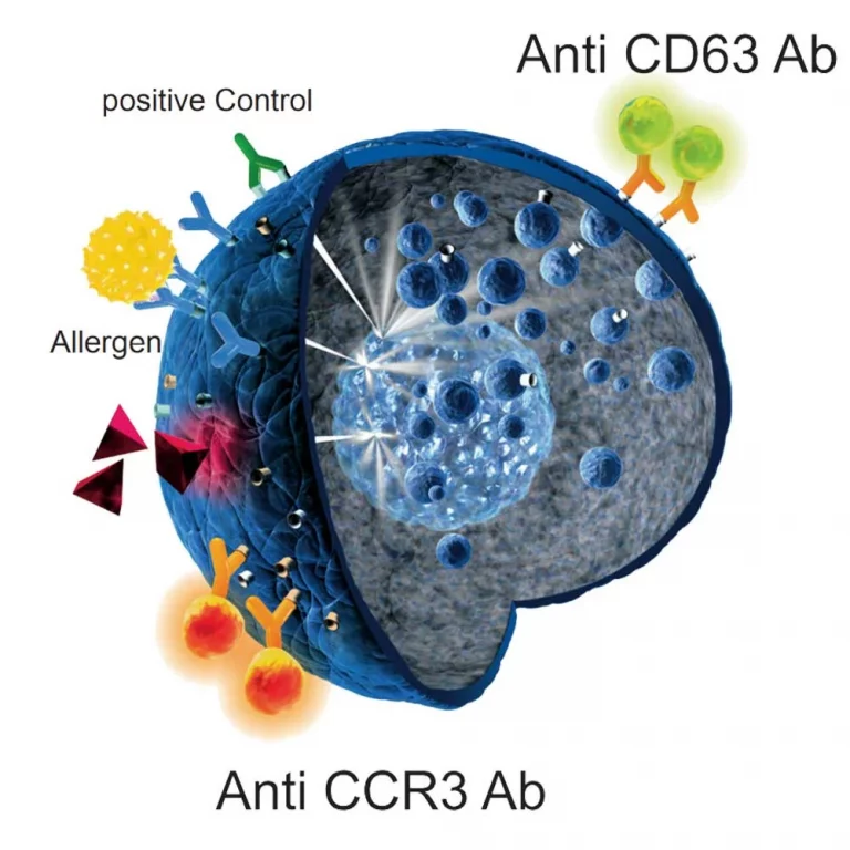 The Basophil Activation Test